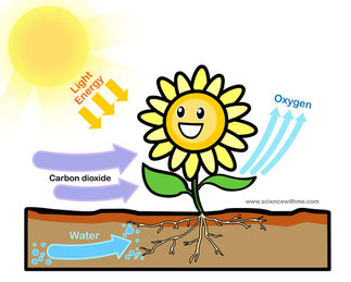 Photosynthesis Chart For Biology