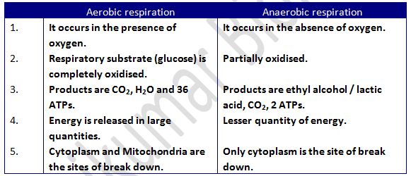 What are the two types of anaerobic respiration